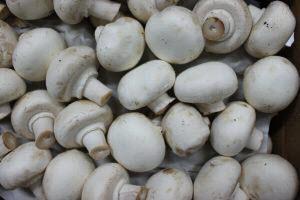 Organic Mushrooms